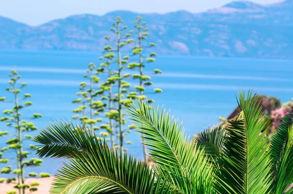 Foglie di palma con spiaggia di lusso sullo sfondo . — Foto Stock