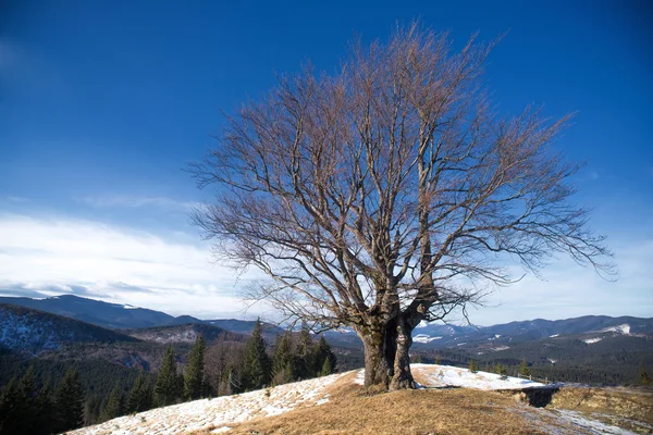 树长在山上，蓝蓝的天空背景 — 图库照片