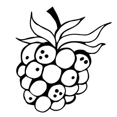 Ahududu vektör simgesi. Beyaz arka planda bir yaz meyvesinin izole bir illüstrasyonu. Ahududu çizgisi, karalama