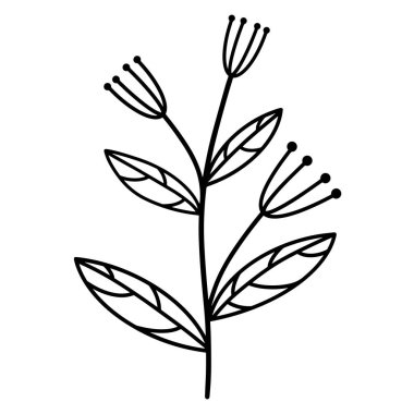 Vector botanical element herb with leaves. Umbrella plant illustration. Isolated icon on white background. Black outline hand-drawn, silhouette of a plant