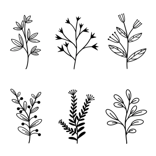 Group Vector Natural Elements Branches Leaves Wild Herbs Hand Drawn — Stock Vector