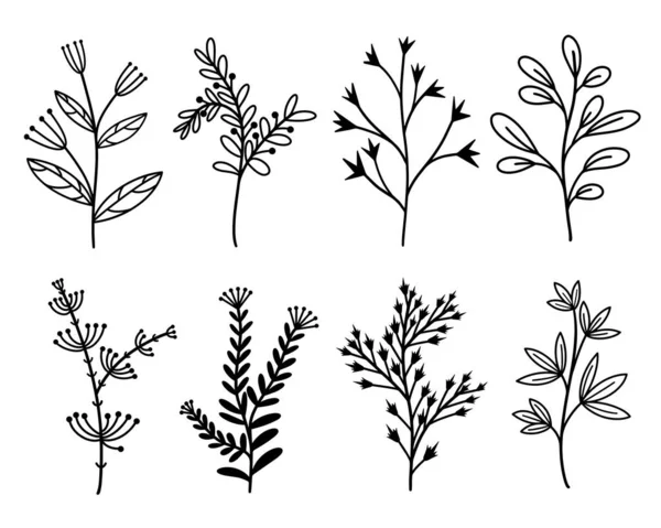 Vectorset Van Botanische Elementen Takken Met Bladeren Wilde Bloemen Kruiden — Stockvector