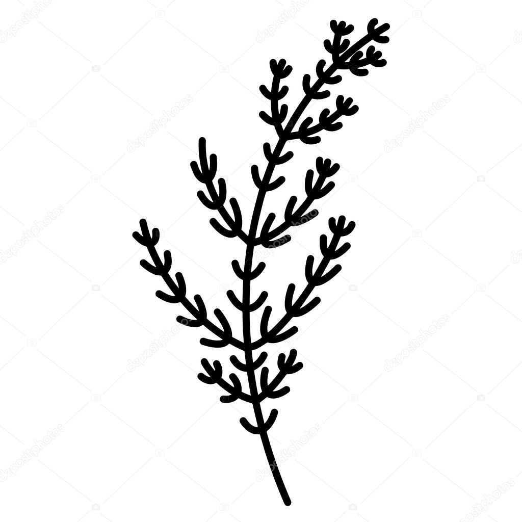 Sprig with leaves vector. Black outline of a plant branch. Isolated icon on white. Botanical object. Horsetail doodle. Grass silhouette, monochrome