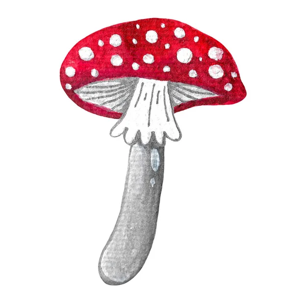Amanita. Beyaz arkaplanda suluboya çizimi. Zehirli sonbahar mantarı. El çizimi sineksi, şirin bir iz..