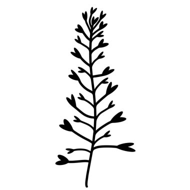 Twig with leaves. Vector icon isolated on white background. Shepherd's bag. Hand drawn doodle illustration. Black silhouette of a plant. Botanical element. Medicinal herbs. Branch outline, monochrome.