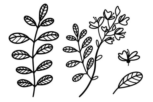 Collection Illustrations Vectorielles Acacia Branches Feuilles Fleurs Acacia Croquis Botanique — Image vectorielle