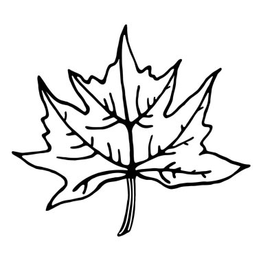 Akçaağaç yaprağı vektör simgesi. Beyaz arka planda izole bir illüstrasyon. Ana hatlarını çiz. Çizgi çalışması. Botanik çizimi. Elle çizilmiş karalama. Sonbahar elementi. Tek Renkli.