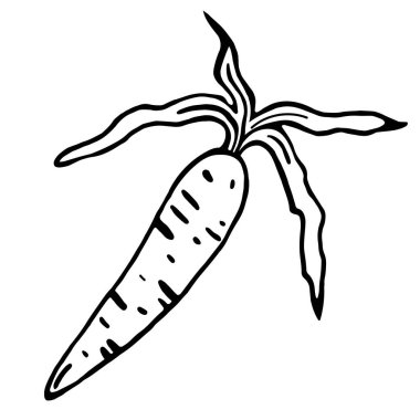 Havuç vektör simgesi. Beyaz arka planda izole bir illüstrasyon. Elle çizilmiş siyah karalama. Bahçe sebzesinin dış hatları. Yemek taslağı. Kök vuruşu. Hasatın çizgi sanatı. Tek Renkli.