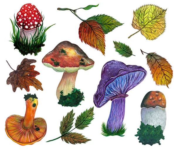 Set Acquerello Funghi Foglie Della Foresta Raccolta Autunnale Funghi Disegnata — Foto Stock