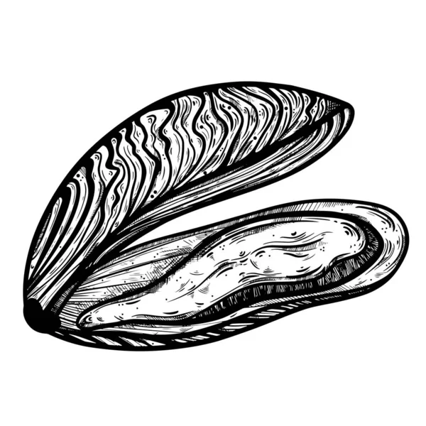 Mossel Vectoricoon Handgetekende Doodle Inkttekening Een Zeevruchten Delicatesse Een Open — Stockvector