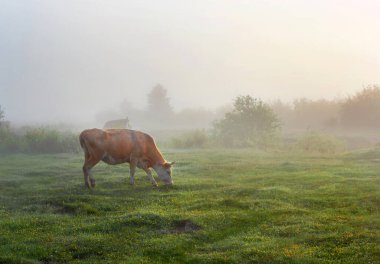 İnekler sisli çayırlarda otluyor.. 