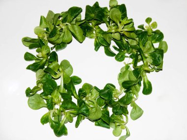 Beyaz arka planda salatalar için marul otu adı verilen Valerianella Locusta.