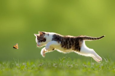 Genç kedi arka ışıklandırmada kelebek avlıyor.