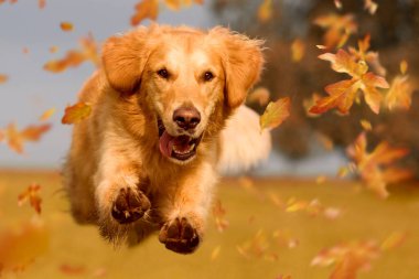 # Köpek ve golden retriever sonbahar yapraklarının arasından atlıyor # # Sonbahar günışığında #