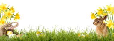 Paskalya tavşanı elinde Paskalya sepetiyle Daffodil 'in önünde oturuyor.