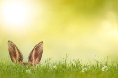 Çayırda saklanan Paskalya tavşanı