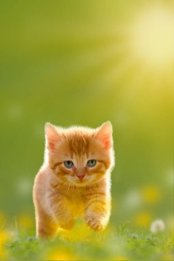 Genç kedi çayırın üzerinden atladı.