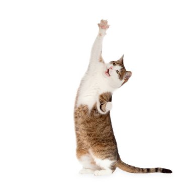 Arka ayakları üzerinde duran kedi beyaz arka planda izole edilmiş.