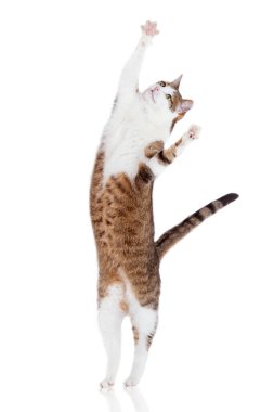 Arka ayakları üzerinde duran kedi beyaz arka planda izole edilmiş.