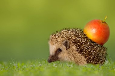 Yeşil çayırda sırtında elma olan kirpi.