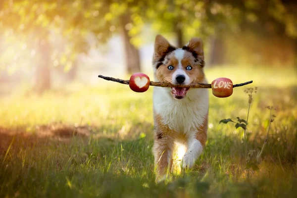 Dog, Australian Shepherd retrieves stick with skewered apples with herat