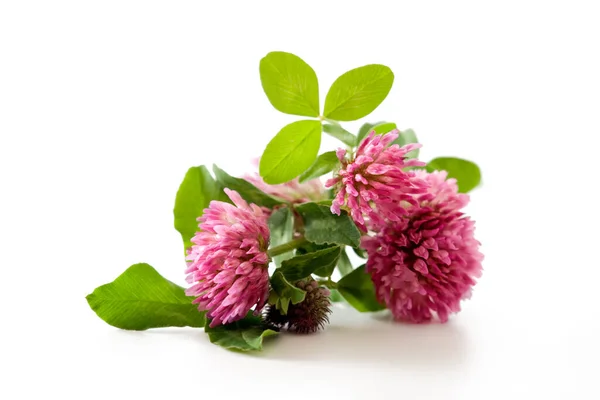 Clover, red clover medicinal plant isolated on white background