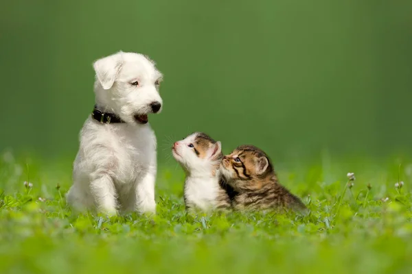 Parson Jack Russell Cãozinho Terrier Com Dois Filhotes Prado Verde Imagem De Stock