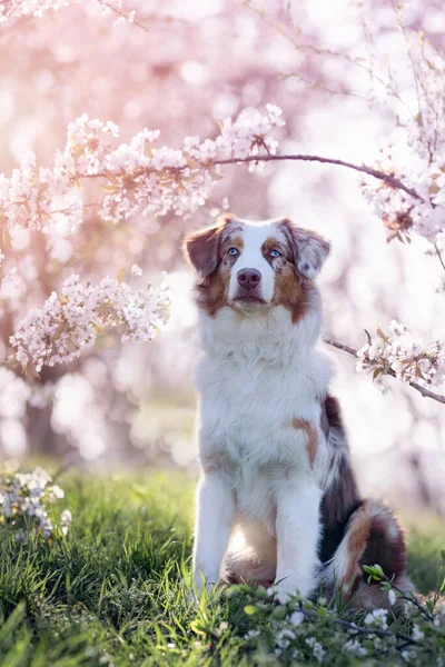 Dog, Australian Shepherd sitting under cherry blossoms in springtime looking at camera in atmospheric back light