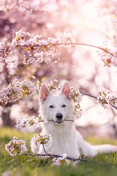 white shepherd dog lying under cherry blossoms in spring with sunshine rwith a blossoming cherry branch in his mouth