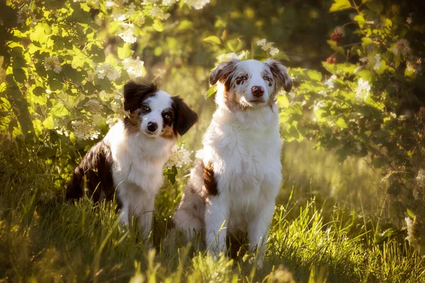 Dois Cães Pastor Australiano Sentado Frente Arbusto Florido Olhando Para Imagem De Stock