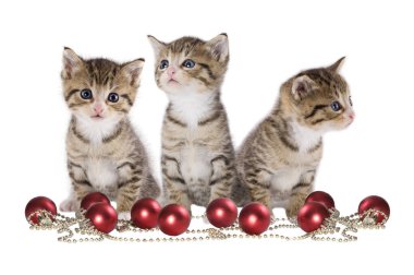 Noel, beyaz arka planda Noel Baba şapkalı üç kedi.