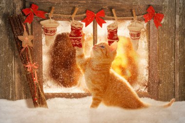Genç kedi Noel süslemeleriyle oynuyor.