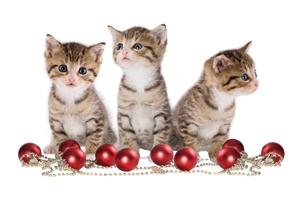 Natal Três Gatinhos Com Boné Papai Noel Fundo Branco Imagens Royalty-Free