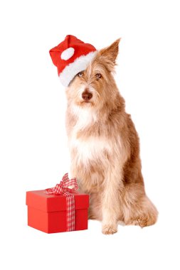Beyaz arka planda izole edilmiş Noel Baba şapkalı ve hediyeli bir köpek.
