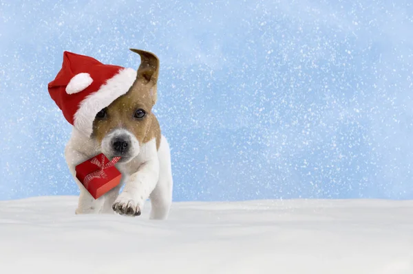 Cão Cachorro Jack Russel Terrier Com Chapéu Papai Noel Pulando Fotografia De Stock