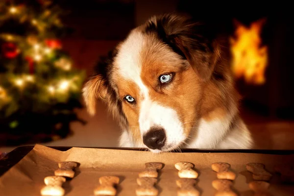 Cão Pastor Australiano Rouba Biscoitos Cachorro Assadeira Época Natal Fotografias De Stock Royalty-Free