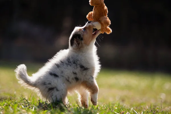 Cachorro Cachorro Brincando Com Ursinho Pelúcia Prado Verde Luz Traseira Imagem De Stock