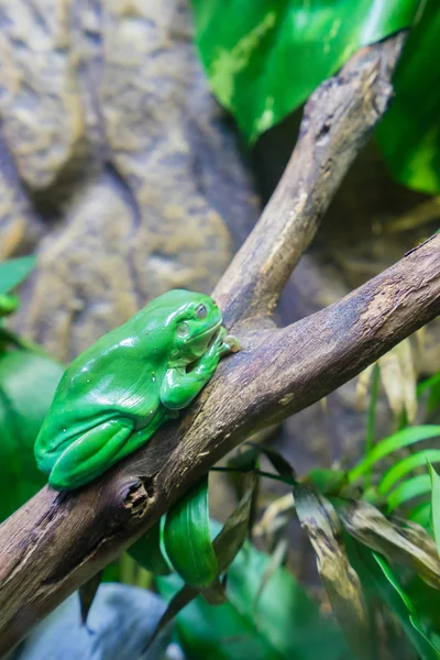 Groene boomkikker op een tak — Stockfoto