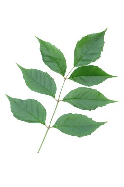 Beyaz arkaplanda yeşil yaprak izole edildi