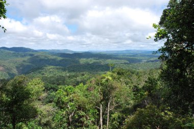 Avustralya 'nın Yağmur Ormanı Gondwanan