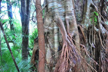 Gondwana Ormanları Ağaçları 