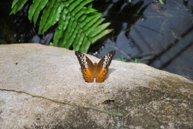 Avustralya Kelebek Sığınağı Cairns