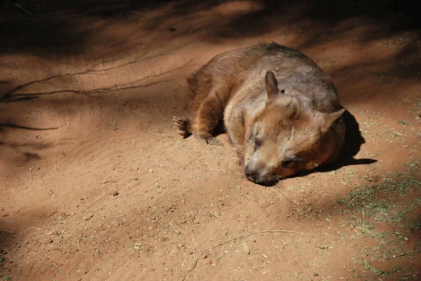 Wombats Zewnętrznie Przypominają Małe Niedźwiedzie — Zdjęcie stockowe