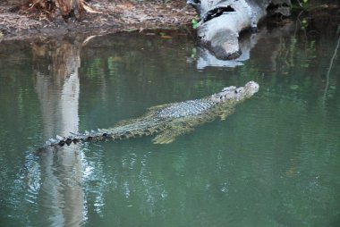     Timsahlar - inanılmaz antik yırtıcılar