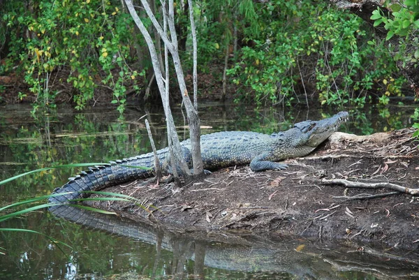 Ausztrália Tengeri Crested Krokodiljai — Stock Fotó