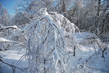 Rusya 'nın muhteşem kış ormanı