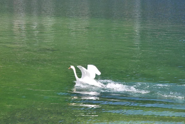 Lago Montaña Escénico Wolfgangsee — Foto de Stock