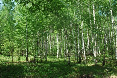 Rusya ormanlarında ince beyaz huş ağaçları
