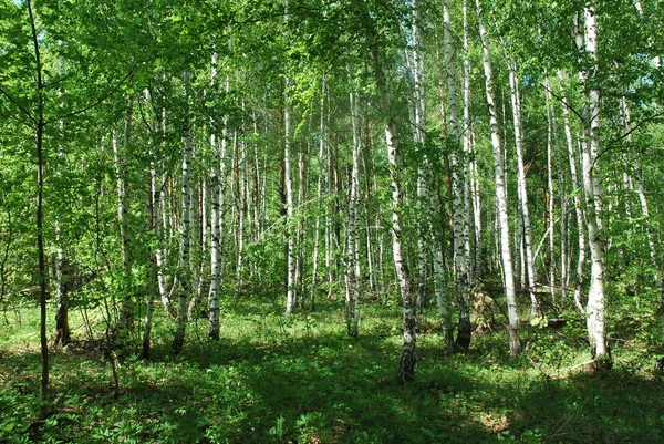 Bétulas Brancas Nas Florestas Rússia — Fotografia de Stock
