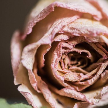 Soluk bej bir gülün makro görüntüsü